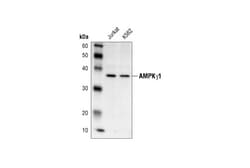 Cell Signaling Technology&nbsp;AMPK-gamma-1 Antibody 20 ul