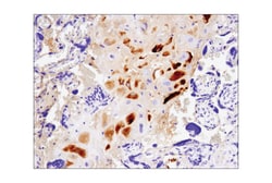 Cell Signaling Technology&nbsp;LbCpf1/Cas12a Strain  ND2006