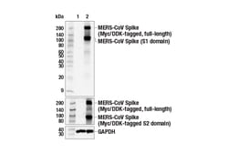 Cell Signaling Technology MERS-CoV Spike Protein E6Q5A