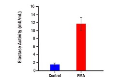 Cell Signaling Technology&nbsp;NETosis Assay Kit 1 Kit