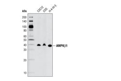 Cell Signaling Technology&nbsp;AMPK-beta-1 71C10 Rabbit mAb
