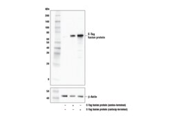Cell Signaling Technology E-Tag D1U2Q Rabbit mAb 100 u