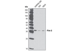 Cell Signaling Technology Pim-3 D17C9 Rabbit mAb 20 ul