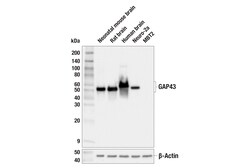 Cell Signaling Technology GAP43 E6L2W Mouse mAb 100 ul