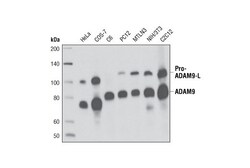 Cell Signaling Technology&nbsp;ADAM9 D64B5 Rabbit mAb 20 ul