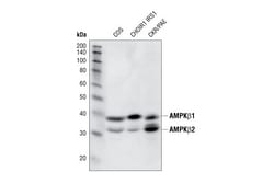 Cell Signaling Technology&nbsp;AMPK-beta-1/2 57C12 Rabbit m