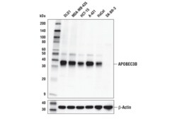 Cell Signaling Technology&nbsp;APOBEC3B E9A2G Rabbit mAb 10