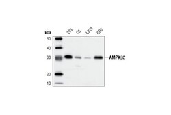 Cell Signaling Technology&nbsp;AMPK-beta-2 Antibody 20 ul