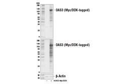 Cell Signaling Technology&nbsp;OAS3 Antibody 100 ul
