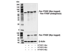 Cell Signaling Technology Pan-YTHDF E6C3O Rabbit mAb 1