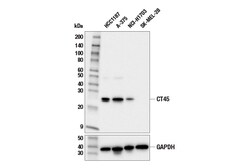 Cell Signaling Technology&nbsp;CT45 E2S3Q Rabbit mAb 100 ul