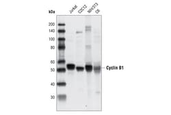 Cell Signaling Technology&nbsp;Cyclin B1 Antibody 20 ul