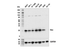 Cell Signaling Technology&nbsp;Bax E2Q7G Rabbit mAb 100 ul