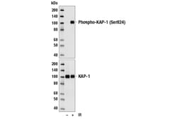 Cell Signaling Technology&nbsp;Phospho-KAP-1 Ser824 Antibod