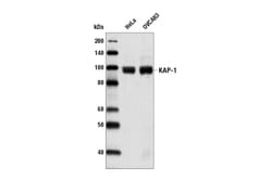 Cell Signaling Technology&nbsp;KAP-1 C42G12 Rabbit mAb 20 u