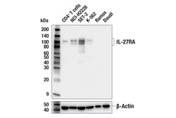 Cell Signaling Technology&nbsp;IL-27RA E3L6U Rabbit mAb 100
