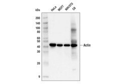 Cell Signaling Technology&nbsp;Pan-Actin C4 Mouse mAb 100 u