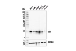 Cell Signaling Technology Bax E4U1V Rabbit mAb 100 ul