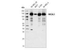 Cell Signaling Technology&nbsp;MICAL1 D8K7R Rabbit mAb 100