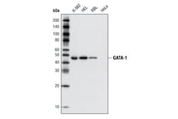 Cell Signaling Technology&nbsp;GATA-1 D52H6 XPR Rabbit mA