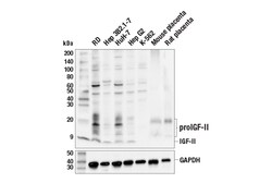 Cell Signaling Technology IGF-II E3F3N Rabbit mAb 100