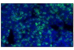 Cell Signaling Technology&nbsp;CD3-epsilon E4T1B XPR Rabb