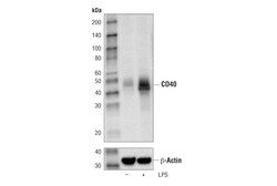 Cell Signaling Technology&nbsp;CD40 D8W3N Rabbit mAb 20 ul
