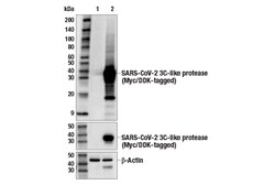 Cell Signaling Technology SARS-CoV-2 3C-Like Protease E