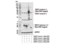 Cell Signaling Technology&nbsp;ERCC1 Isoform 3 E6R3Q Rabbit