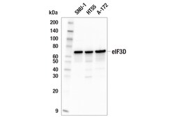 Cell Signaling Technology&nbsp;eIF3D E4I4S Rabbit mAb 100 u
