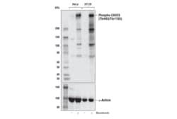 Cell Signaling Technology&nbsp;Phospho-CASC5 Thr943/Thr1155