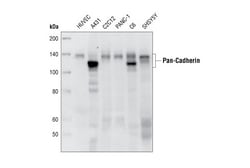 Cell Signaling Technology&nbsp;Pan-Cadherin 28E12 Rabbit mA