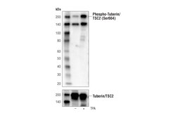 Cell Signaling Technology Phospho-Tuberin/TSC2 Ser664