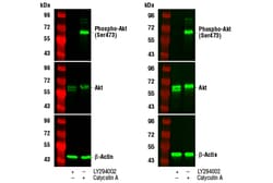 Cell Signaling Technology&nbsp;TrueBlackR Fluorescent Weste