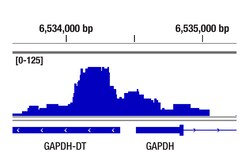 Cell Signaling Technology&nbsp;CXXC1 D1R5R Rabbit mAb 100 u
