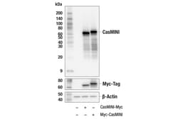 Cell Signaling Technology&nbsp;CasMINI 8H3-H1 Mouse mAb 100