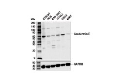 Cell Signaling Technology&nbsp;Gasdermin E Antibody 100 ul