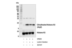 Cell Signaling Technology&nbsp;Citrullinated Histone H3 Arg2