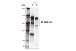 Cell Signaling Technology M-Cadherin D4B9L Rabbit mAb
