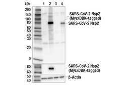 Cell Signaling Technology&nbsp;SARS-CoV-2 Nsp2 Antibody 100 u