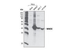 Cell Signaling Technology&nbsp;WWOX Antibody 20 ul