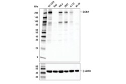 Cell Signaling Technology&nbsp;GCN2 E9H6C Rabbit mAb 100 ul