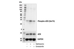 Cell Signaling Technology&nbsp;Phospho-dCK Ser74 Antibody 1
