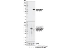 Cell Signaling Technology&nbsp;HMGCS2 D8B5M Rabbit mAb 100