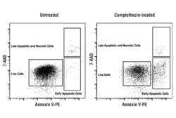 Cell Signaling Technology&nbsp;Annexin V-PE Early Apoptosis D