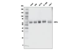 Cell Signaling Technology&nbsp;E2F4 E3G2G Rabbit mAb 100 ul