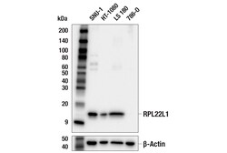 Cell Signaling Technology&nbsp;RPL22L1 E9P6N Rabbit mAb 100