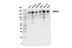 Cell Signaling Technology UBAP2L E5X4E Rabbit mAb 100