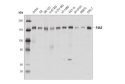 Cell Signaling Technology&nbsp;PJA2 Antibody 100 ul