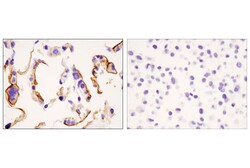 Cell Signaling Technology&nbsp;DPP4/CD26 D6D8K Rabbit mAb